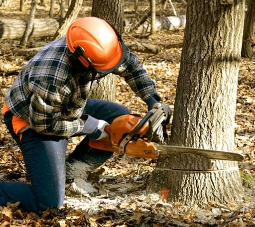 Tree Removal in Spring City, UT